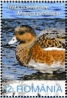 Eurasian Wigeon Mareca penelope