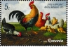 Red Junglefowl Gallus gallus