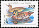 Baikal Teal Sibirionetta formosa  1994 Ducks 