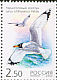 Pallas's Gull Ichthyaetus ichthyaetus  2002 Birds Booklet