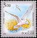 Ross's Gull Rhodostethia rosea  2006 Fauna of Sakha 5v set