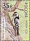 Lesser Spotted Woodpecker Dryobates minor  2018 Woodpeckers Sheet