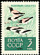 Rosy Starling Pastor roseus  1962 Birds 