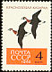 Red-breasted Goose Branta ruficollis  1962 Birds 