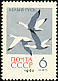 Snow Goose Anser caerulescens  1962 Birds 