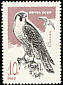 Peregrine Falcon Falco peregrinus  1965 Birds of prey 