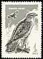 Common Buzzard Buteo buteo  1965 Birds of prey 
