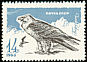 Bearded Vulture Gypaetus barbatus  1965 Birds of prey 