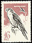 Gyrfalcon Falco rusticolus  1965 Birds of prey 
