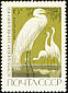 Great Egret Ardea alba