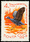 Eurasian Coot Fulica atra  1976 Water birds 