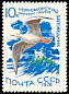 Slender-billed Gull Chroicocephalus genei  1976 Water birds 