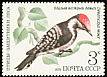 Lesser Spotted Woodpecker Dryobates minor  1979 Birds 