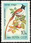 Amur Paradise Flycatcher Terpsiphone incei  1981 Song birds 