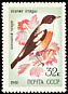 White-throated Bush Chat Saxicola insignis  1981 Song birds 