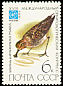Spoon-billed Sandpiper Calidris pygmaea  1982 International ornithological congress 