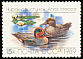 Eurasian Teal Anas crecca  1989 Ducks 