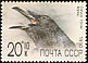 Northern Raven Corvus corax  1990 Relief fund 