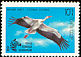 White Stork Ciconia ciconia