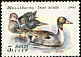 Northern Pintail Anas acuta  1991 Ducks 