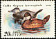 White-headed Duck Oxyura leucocephala  1991 Ducks 
