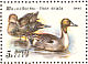 Northern Pintail Anas acuta  1991 Ducks Sheet