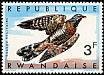 Red-chested Cuckoo Cuculus solitarius  1967 Birds of Rwanda 