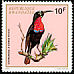 Scarlet-chested Sunbird Chalcomitra senegalensis  1972 Rwanda birds 