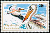 Great White Pelican Pelecanus onocrotalus  1975 Aquatic birds 