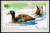 Hartlaub's Duck Pteronetta hartlaubii  1975 Aquatic birds 
