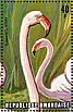 Greater Flamingo Phoenicopterus roseus  1975 Aquatic birds  MS