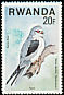 Black-winged Kite Elanus caeruleus  1977 Birds of prey 