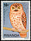 Chestnut Owlet Glaucidium castaneum  1980 Birds 