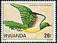African Emerald Cuckoo Chrysococcyx cupreus  1980 Birds 