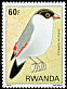 Black-crowned Waxbill Estrilda nonnula  1980 Birds 