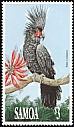 Palm Cockatoo Probosciger aterrimus  1991 Parrots 