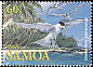 Greater Crested Tern Thalasseus bergii  2004 Seabirds of Samoa 