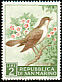 Common Nightingale Luscinia megarhynchos  1960 Birds 