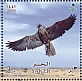 Saker Falcon Falco cherrug  2020 Falcons Sheet