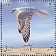 Gyrfalcon Falco rusticolus  2020 Falcons Sheet
