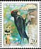 Black Woodpecker Dryocopus martius  2007 WWF 