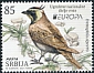 Horned Lark Eremophila alpestris  2021 Europa 