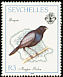 Seychelles Magpie-Robin Copsychus sechellarum  1989 Island birds 