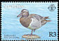 Garganey Spatula querquedula  2001 Migrant ducks 