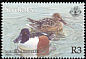 Northern Shoveler Spatula clypeata  2001 Migrant ducks 