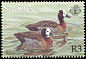 White-faced Whistling Duck Dendrocygna viduata  2001 Migrant ducks 