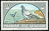 Rock Dove Columba livia  1965 Birds 