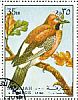 Eurasian Jay Garrulus glandarius  1972 Birds 