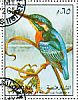 Common Kingfisher Alcedo atthis  1972 Birds 
