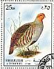 Grey Partridge Perdix perdix  1972 Birds 